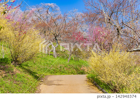 春の宮城県柴田町　日本さくら名所100選　桜満開の船岡城址公園 142948374