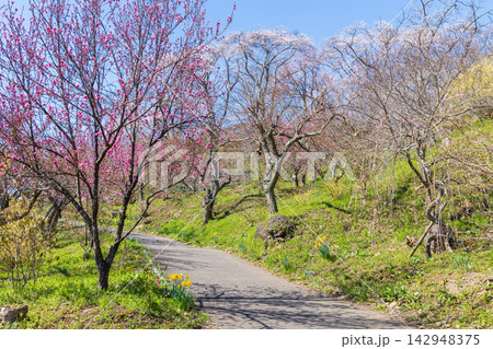 春の宮城県柴田町　日本さくら名所100選　桜満開の船岡城址公園 142948375