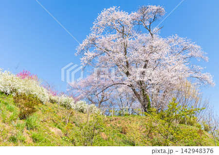 春の宮城県柴田町　日本さくら名所100選　桜満開の船岡城址公園 142948376
