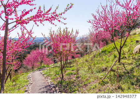 春の宮城県柴田町　日本さくら名所100選　桜満開の船岡城址公園 142948377