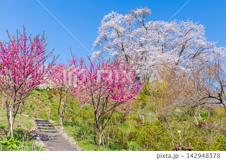 春の宮城県柴田町　日本さくら名所100選　桜満開の船岡城址公園 142948378