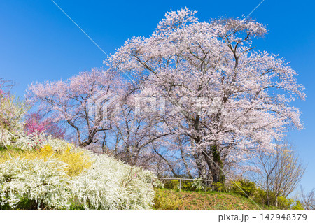 春の宮城県柴田町　日本さくら名所100選　桜満開の船岡城址公園 142948379