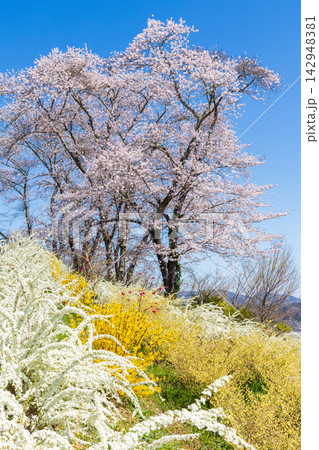 春の宮城県柴田町　日本さくら名所100選　桜満開の船岡城址公園 142948381