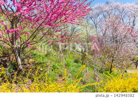 春の宮城県柴田町　日本さくら名所100選　桜満開の船岡城址公園 142948382