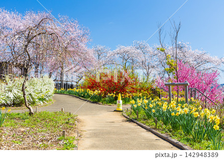 春の宮城県柴田町　日本さくら名所100選　桜満開の船岡城址公園 142948389