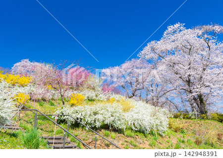 春の宮城県柴田町　日本さくら名所100選　桜満開の船岡城址公園 142948391