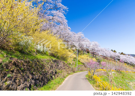 春の宮城県柴田町　日本さくら名所100選　桜満開の船岡城址公園 142948392