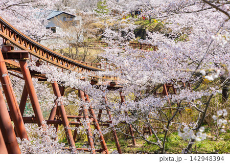 春の宮城県柴田町　日本さくら名所100選　桜満開の船岡城址公園 142948394