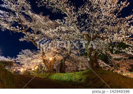 春の宮城県柴田町　日本さくら名所100選　船岡城址公園　夜桜ライトアップ 142948396