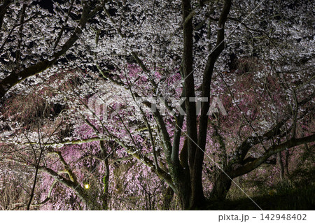 春の宮城県柴田町　日本さくら名所100選　船岡城址公園　夜桜ライトアップ 142948402
