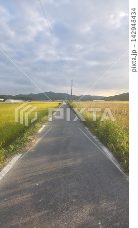 Asian country side road in the Rice Plant Asian country side road in the Rice Plant 142948434