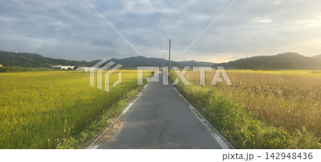 Asian country side road in the Rice Plant Asian country side road in the Rice Plant 142948436