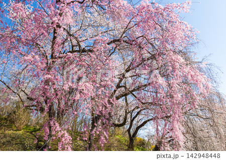 春の宮城県柴田町　日本さくら名所100選　桜満開の船岡城址公園 142948448