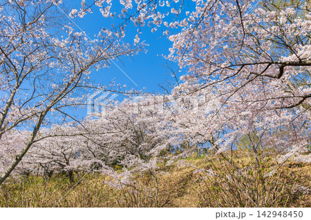 春の宮城県柴田町　日本さくら名所100選　桜満開の船岡城址公園 142948450