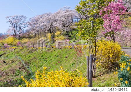 春の宮城県柴田町　日本さくら名所100選　桜満開の船岡城址公園 142948451