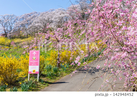春の宮城県柴田町　日本さくら名所100選　桜満開の船岡城址公園 142948452