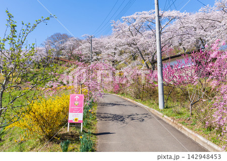 春の宮城県柴田町　日本さくら名所100選　桜満開の船岡城址公園 142948453