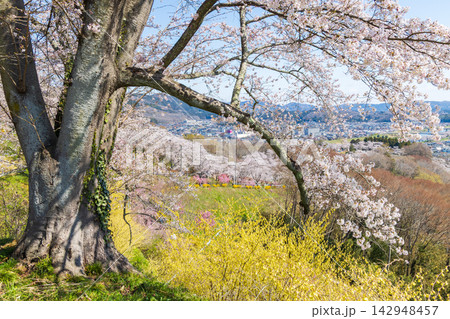 春の宮城県柴田町　日本さくら名所100選　桜満開の船岡城址公園 142948457