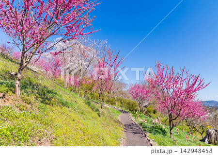春の宮城県柴田町　日本さくら名所100選　桜満開の船岡城址公園 142948458