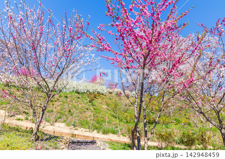 春の宮城県柴田町　日本さくら名所100選　桜満開の船岡城址公園 142948459