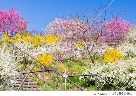 春の宮城県柴田町　日本さくら名所100選　桜満開の船岡城址公園 142948460