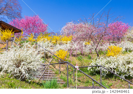 春の宮城県柴田町　日本さくら名所100選　桜満開の船岡城址公園 142948461