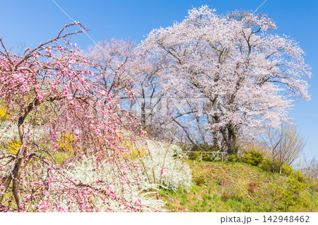 春の宮城県柴田町　日本さくら名所100選　桜満開の船岡城址公園 142948462