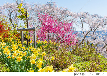 春の宮城県柴田町　日本さくら名所100選　桜満開の船岡城址公園 142948463