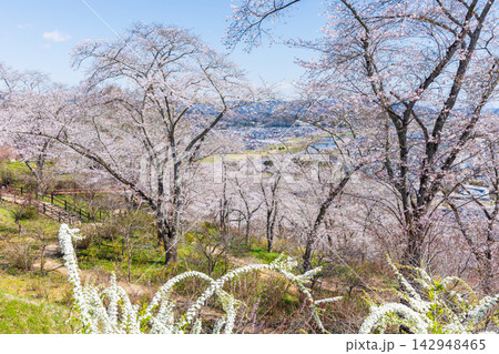 春の宮城県柴田町　日本さくら名所100選　桜満開の船岡城址公園 142948465
