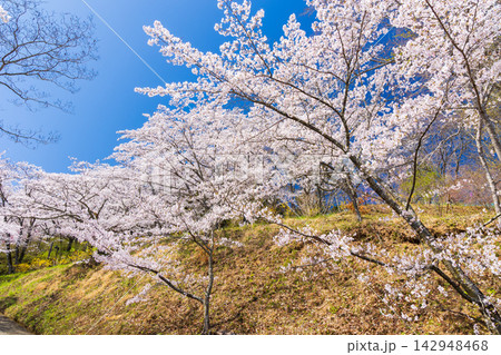春の宮城県柴田町　日本さくら名所100選　桜満開の船岡城址公園 142948468