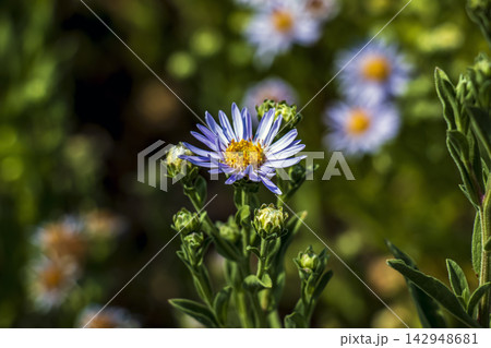 Purple Aster amellus Flower with Yellow Center and Soft Bokeh Purple Aster amellus Flower with Yellow Center and Soft Bokeh 142948681