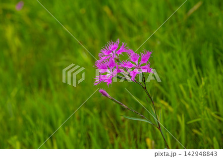 草の中に咲くカワラナデシコの花 142948843