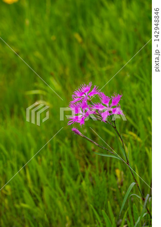 草の中に咲くカワラナデシコの花 草の中に咲くカワラナデシコの花 142948846