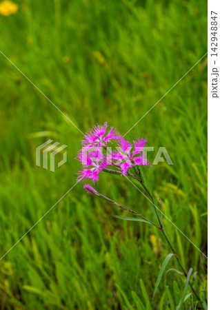 草の中に咲くカワラナデシコの花 草の中に咲くカワラナデシコの花 142948847