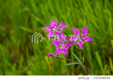 草の中に咲くカワラナデシコの花 草の中に咲くカワラナデシコの花 142948848