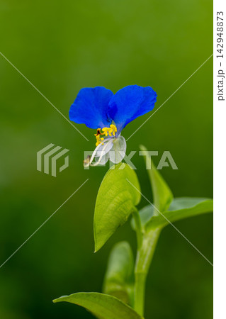 ツユクサの花 ツユクサの花 142948873