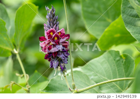 クズの花 クズの花 142949139