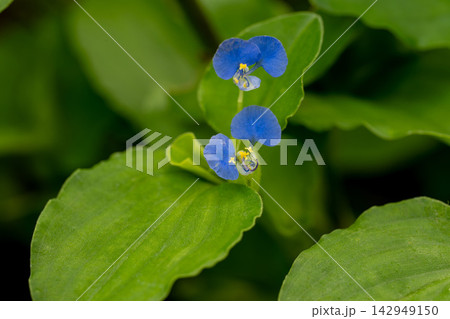 マルバツユクサの花 マルバツユクサの花 142949150