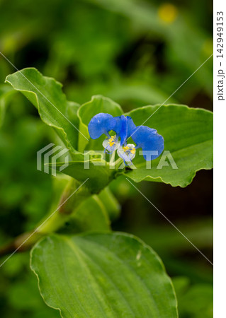マルバツユクサの花 142949153