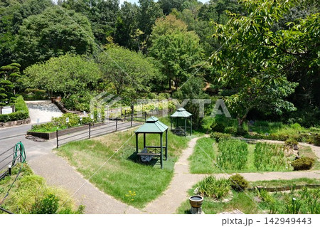 五日市植物園の花菖蒲園 五日市植物園の花菖蒲園 142949443