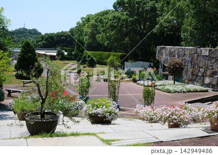 広島市植物公園エントランスの大花壇 広島市植物公園エントランスの大花壇 142949486
