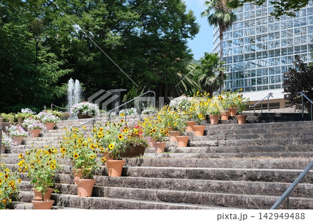 広島市植物公園の花々 広島市植物公園の花々 142949488
