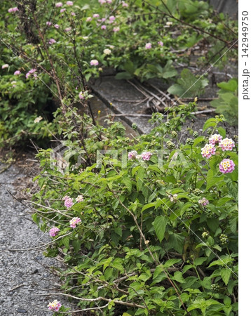 道端に咲くランタナの群生 道端に咲くランタナの群生 142949750