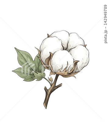 Hand Drawn Cotton Boll Branch Botanical Element with Natural Asymmetric Functional Composition Hand Drawn Cotton Boll Branch Botanical Element with Natural Asymmetric Functional Composition 142949789
