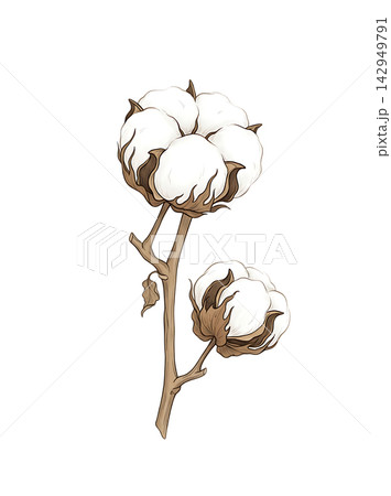 Hand Drawn Cotton Boll Branch Botanical Element with Natural Asymmetric Functional Composition Hand Drawn Cotton Boll Branch Botanical Element with Natural Asymmetric Functional Composition 142949791