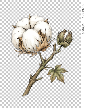 Hand Drawn Cotton Boll Branch Botanical Element with Natural Asymmetric Functional Composition 142949792
