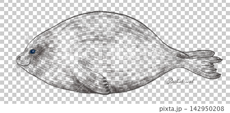 Seal illustration Seal illustration 142950208