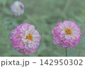 ダリア 142950302