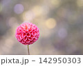 ダリア 142950303