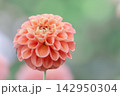 ダリア 142950304